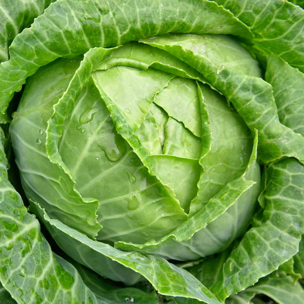 Cabbage Green Organic cabbage seeds Non-GMO 60 Seeds USA